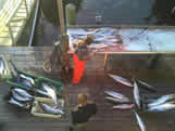 fall King mackerel fishing out of Southport oak island nc